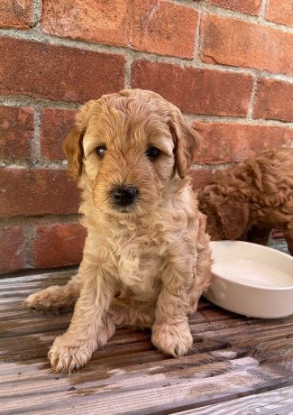 cute-and-adorable-goldendoodle-puppies-for-sale-big-1