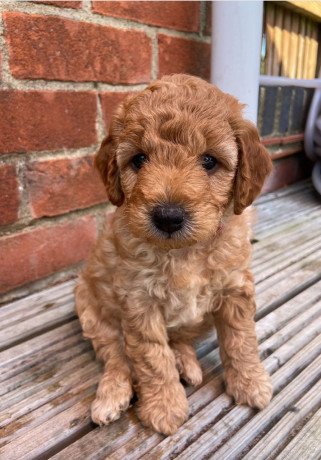 cute-and-adorable-goldendoodle-puppies-for-sale-big-0