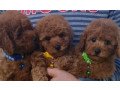 adorable-dark-red-toy-poodle-pup-dna-tested-small-0
