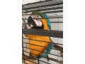 blue-and-gold-macaw-small-2
