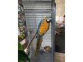 blue-and-gold-macaw-small-0