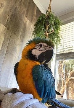 blue-and-gold-macaw-big-1