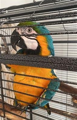 blue-and-gold-macaw-big-2