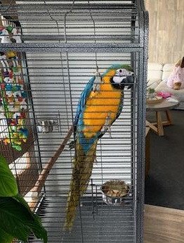 blue-and-gold-macaw-big-0