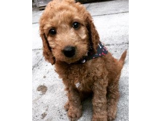 Goldendoodle  Puppies for Your Home