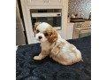 king-charles-cavalier-small-1