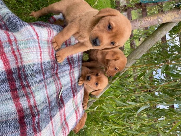 cute-labrador-retriever-puppies-big-0