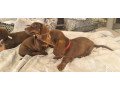 miniature-dachshund-male-puppies-small-0